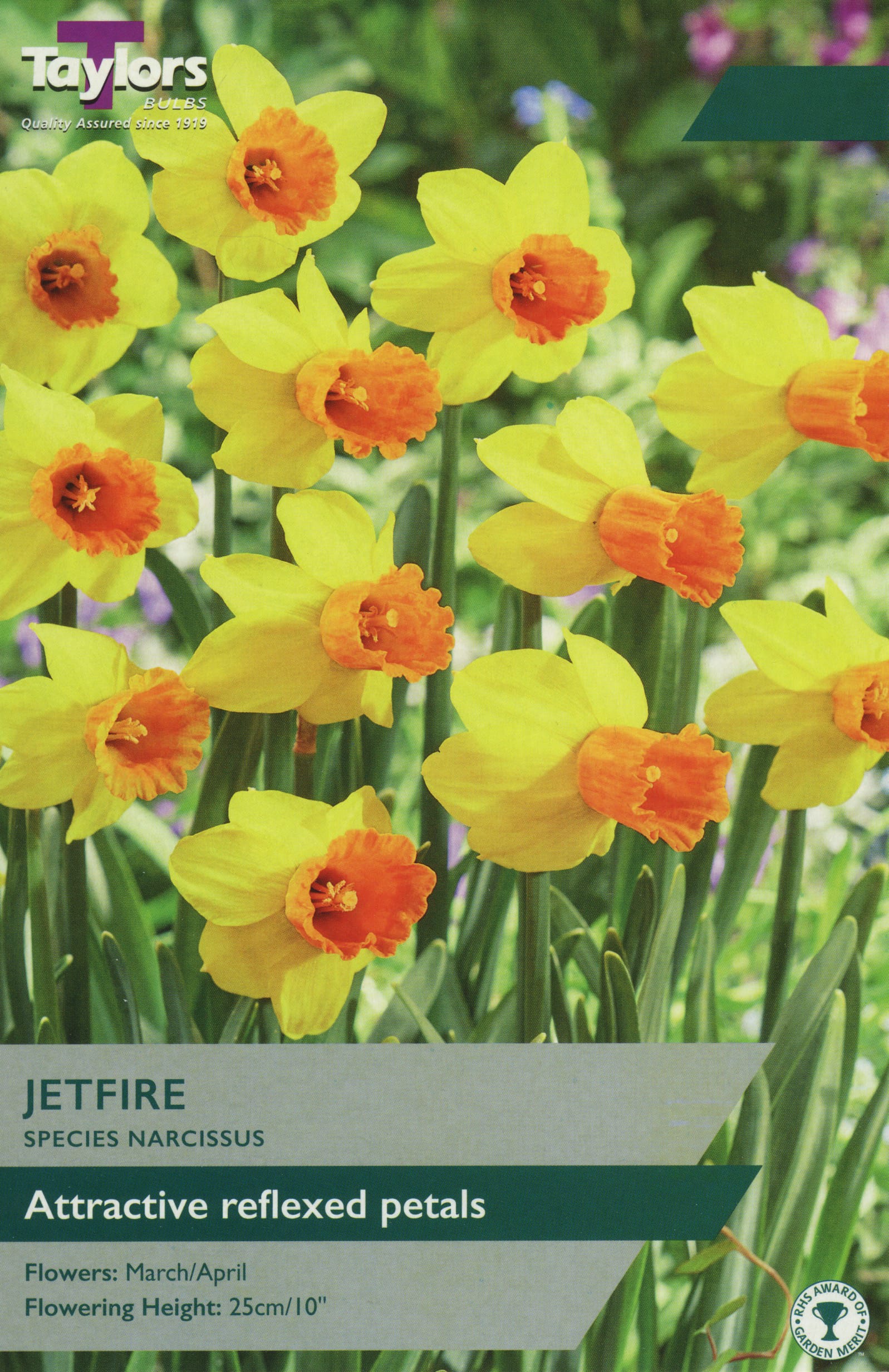 Taylors Taylors Narcissi Taylors Bulbs Narcissi Jetfire 8 pack