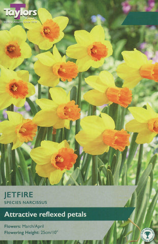 Taylors Taylors Narcissi Taylors Bulbs Narcissi Jetfire 8 pack