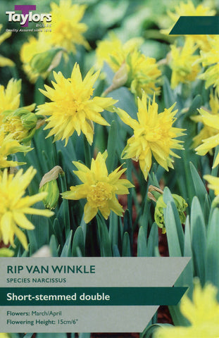 Taylors Taylors Narcissi Taylors Bulbs Narcissi Rip Van Winkle 10 pack