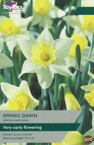 Taylors Taylors Narcissi Taylors Bulbs Narcissi Spring Dawn 5 pack