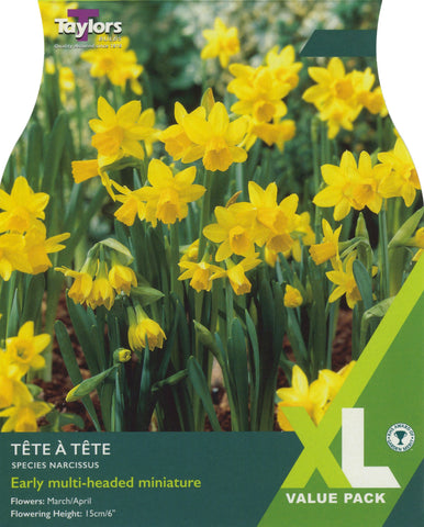 Taylors Taylors Narcissi Taylors Bulbs Narcissi Tete a Tete 18 pack