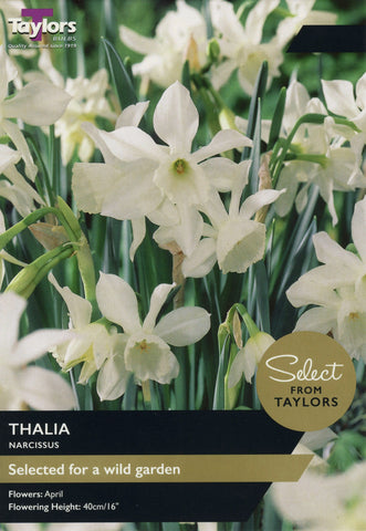 Taylors Taylors Narcissi Taylors Bulbs Narcissi Thalia 6 pack