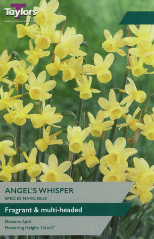 Taylors Flower Bulbs Taylors Bulbs Narcissus Angels Whisper pack of 7