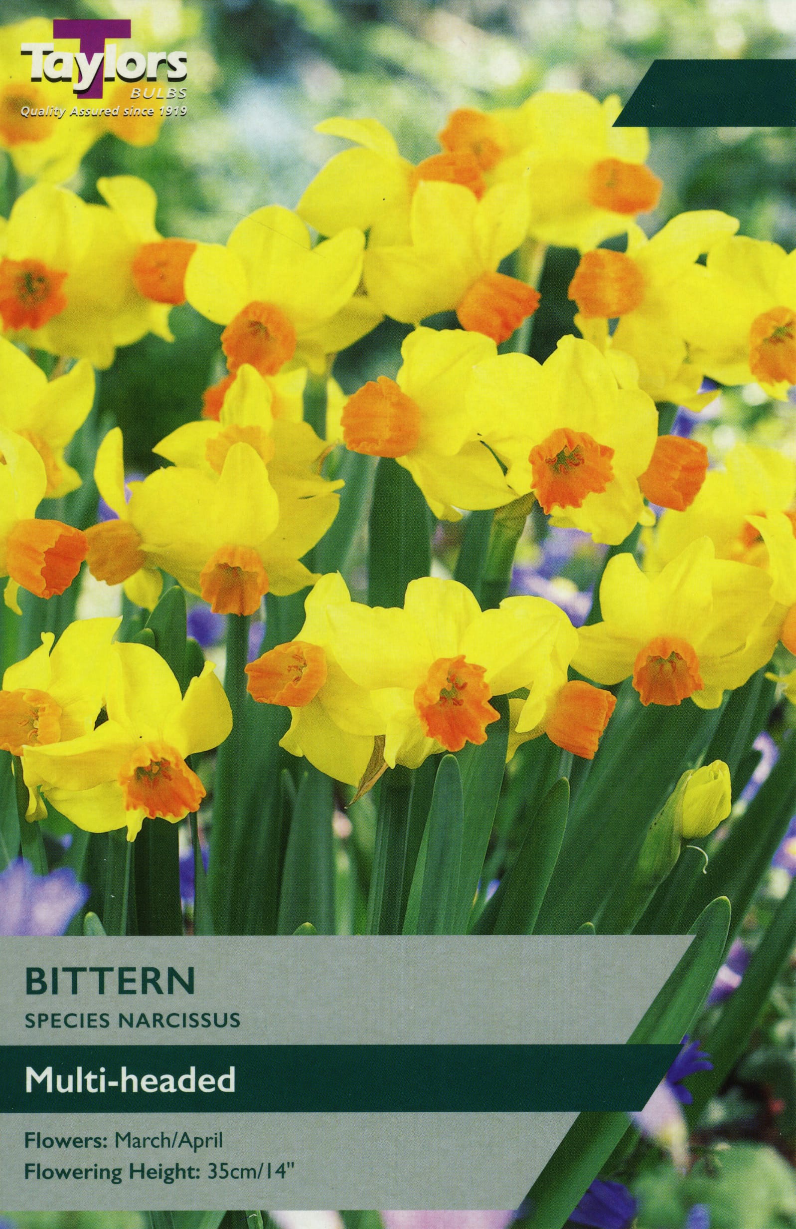 Taylors Flower Bulbs Taylors Bulbs Narcissus Bittern pack of 7