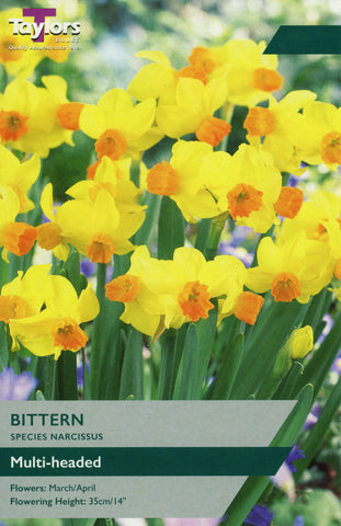 Taylors Flower Bulbs Taylors Bulbs Narcissus Bittern pack of 7