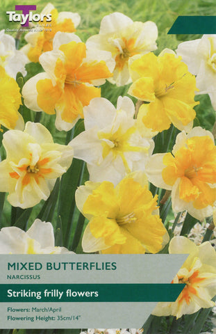 Taylors Flower Bulbs Taylors Bulbs Narcissus Butterflies mix pack of 7