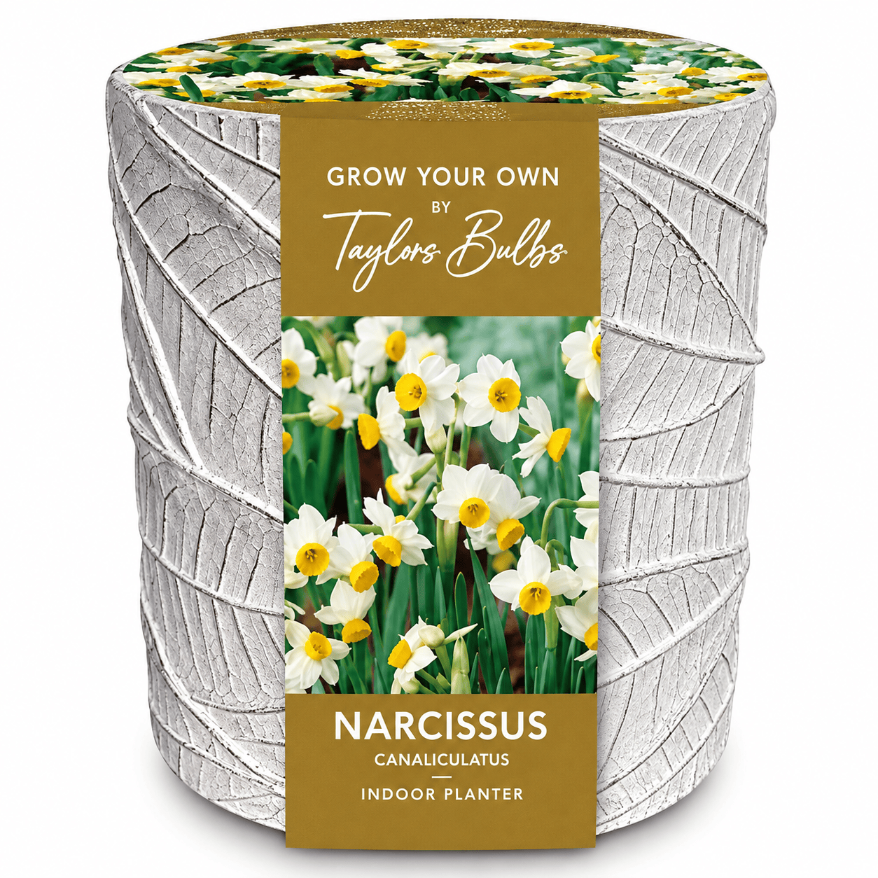 Taylors Taylors Planters Taylors Bulbs Narcissus Canaliculatus Planter