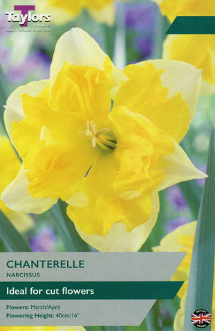 Taylors Flower Bulbs Taylors Bulbs Narcissus Chanterelle pack of 7