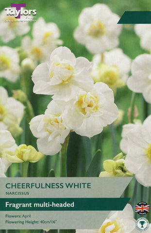 Taylors Flower Bulbs Taylors Bulbs Narcissus Cheerfulness White 7 pack