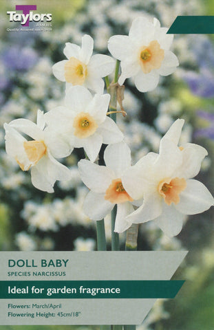 Taylors Flower Bulbs Taylors Bulbs Narcissus Doll Baby pack of 8
