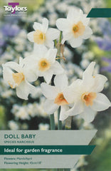 Taylors Flower Bulbs Taylors Bulbs Narcissus Doll Baby pack of 8