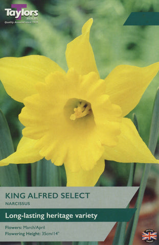 Taylors Flower Bulbs Taylors Bulbs Narcissus King Alfred 6kg
