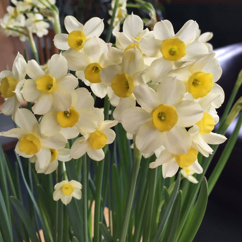 Taylors Flower Bulbs Taylors Bulbs Narcissus Minnow pack of 10