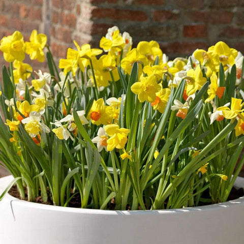 Taylors Flower Bulbs Taylors Bulbs Narcissus Natural Mix 6kg