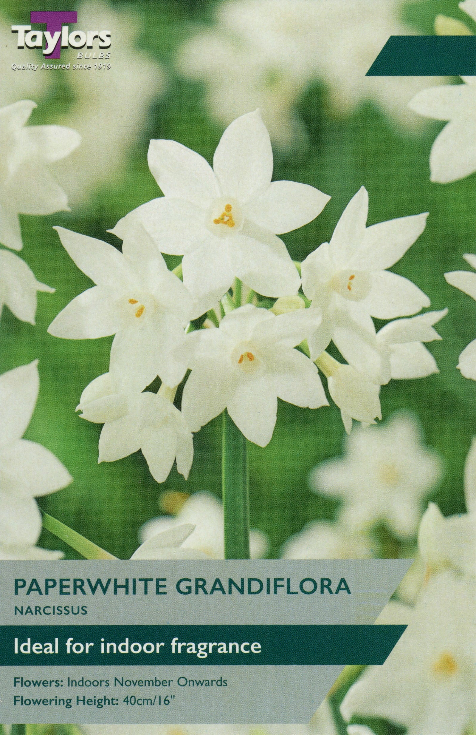 Taylors Flower Bulbs Taylors Bulbs Narcissus Paperwhite Grandiflora pack of4