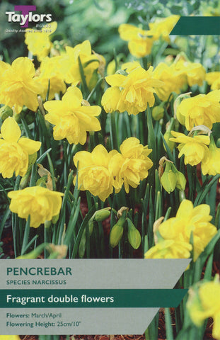 Taylors Flower Bulbs Taylors Bulbs Narcissus Pencrebar pack of 7