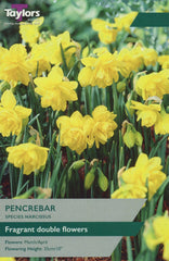 Taylors Flower Bulbs Taylors Bulbs Narcissus Pencrebar pack of 7