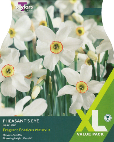 Taylors Flower Bulbs Taylors Bulbs Narcissus Pheasants eye pack of 7