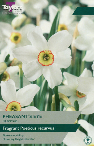 Taylors Flower Bulbs Taylors Bulbs Narcissus Pheasants eye pack of 7