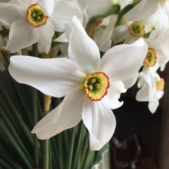 Taylors Flower Bulbs Taylors Bulbs Narcissus Pheasants eye pack of 7