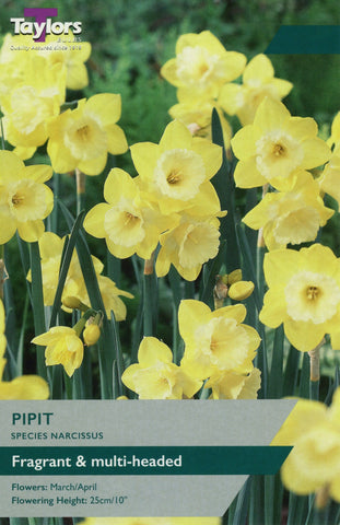 Taylors Flower Bulbs Taylors Bulbs Narcissus Pipit pack of 7