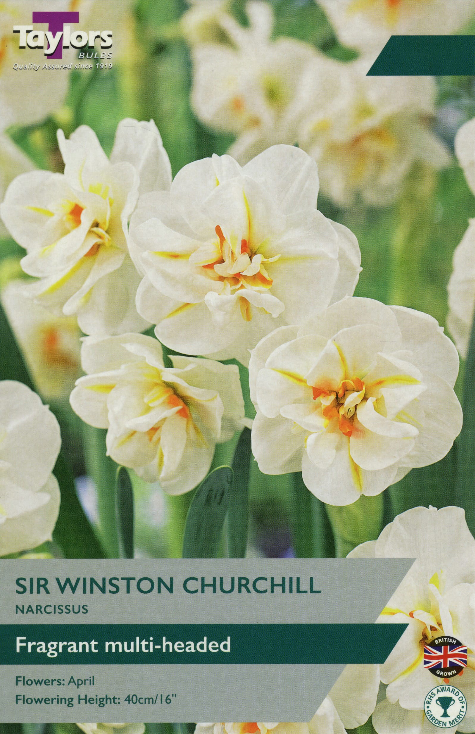 Taylors Taylors Narcissi Taylors Bulbs Narcissus Sir Winston Churchill 7 pack