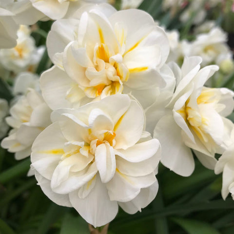 Taylors Taylors Narcissi Taylors Bulbs Narcissus Sir Winston Churchill 7 pack