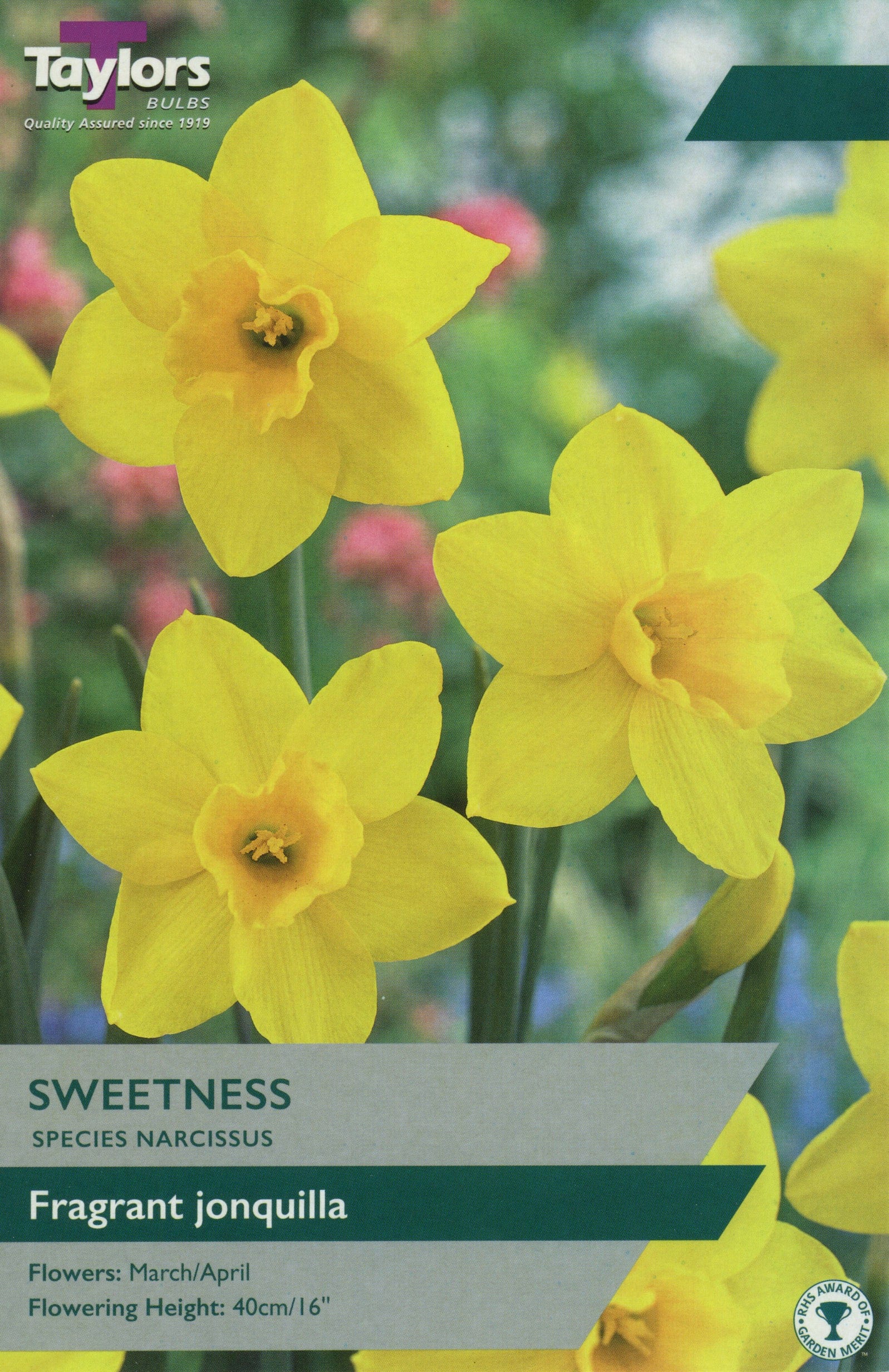 Taylors Flower Bulbs Taylors Bulbs Narcissus sweetness pack of 10