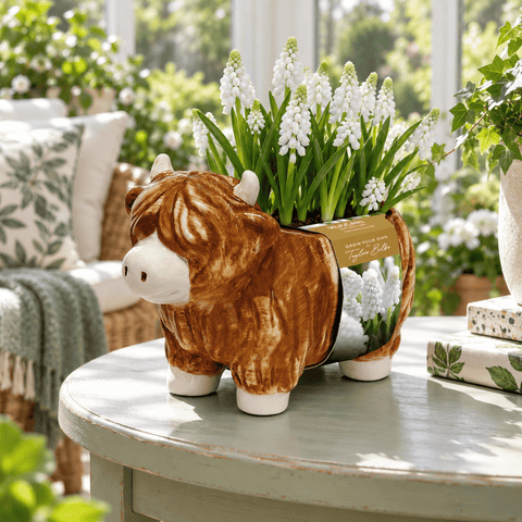 Taylors Flower Bulbs Taylors Bulbs Novelty Highland Cow Gift Planter – 5 Muscari Bulbs