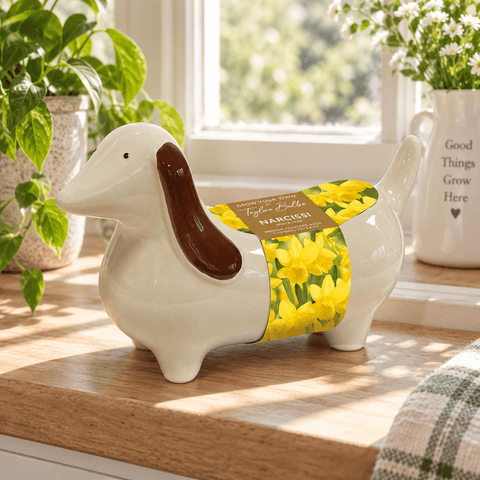 Taylors Flower Bulbs Taylors Bulbs Novelty Indoor Planter with Narcissus Tête-à-tête – 3 bulbs