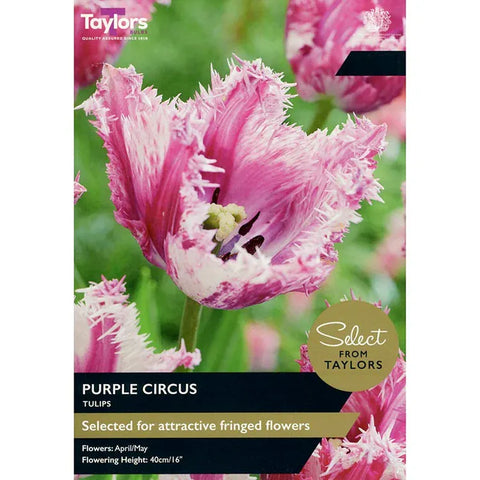 Taylors Flower Bulbs Taylors Bulbs Purple Circus Tulip Bulbs – 7pck