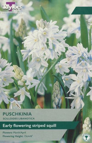 Taylors Taylors Puschkinia Taylors Bulbs Puschkinia Scilloides Libanotica 25 Pack
