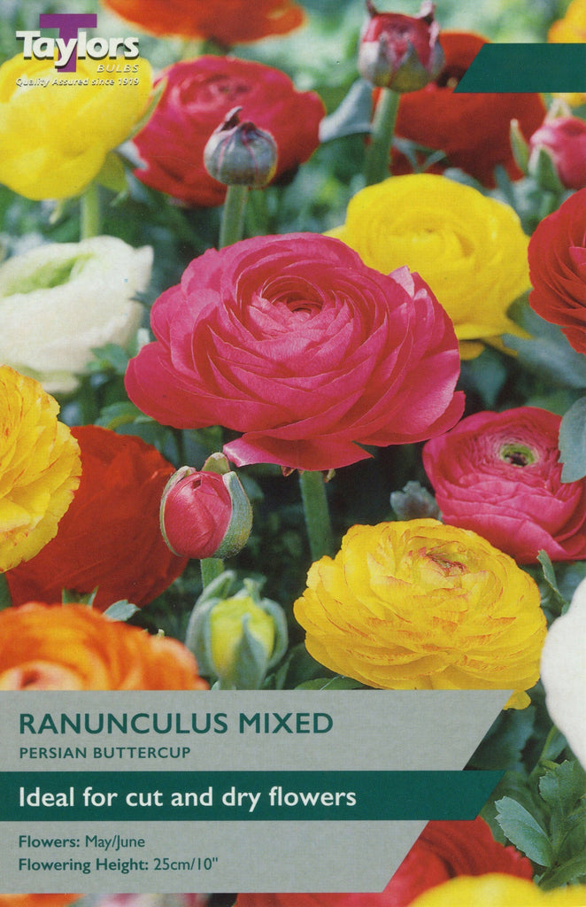 Taylors Bulbs Ranunculus 12 Pack Trowell Garden Centre
