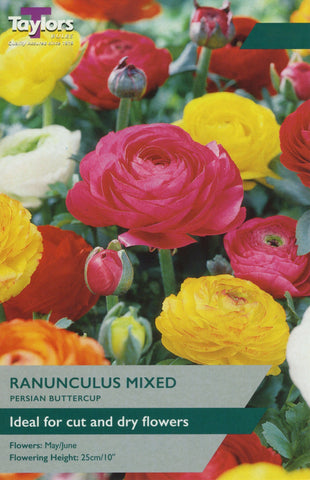 Taylors Flower Bulbs Taylors Bulbs Ranunculus 12 Pack