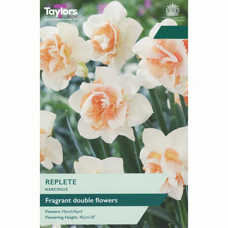 Taylors Flower Bulbs Taylors Bulbs Replete Narcissus Bulbs – 5pck