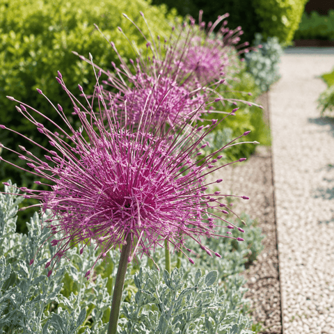 Taylors Flower Bulbs Taylors Bulbs Schubertii Allium Bulbs –3 bulbs