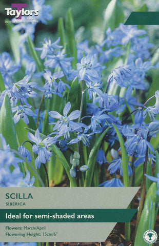 Taylors Taylors Scilla Taylors Bulbs Scilla Siberica 15 Pack