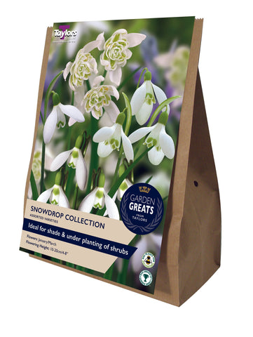 Taylors Taylors Galanthus Taylors Bulbs Snow Drop Collection