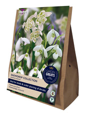 Taylors Taylors Galanthus Taylors Bulbs Snow Drop Collection
