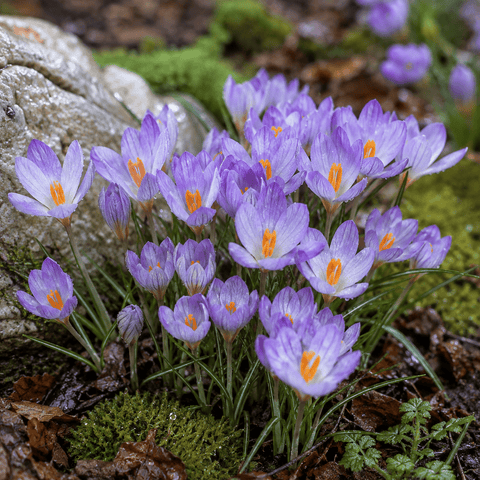 Taylors Flower Bulbs Taylors Bulbs species Etruscus Zwaneburg Crocus Bulbs – 15pck