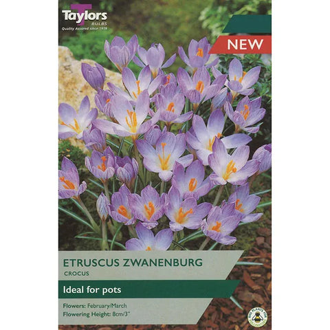 Taylors Flower Bulbs Taylors Bulbs species Etruscus Zwaneburg Crocus Bulbs – 15pck
