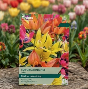 Taylors Flower Bulbs Taylors Bulbs species Naturalising Mix Tulip Bulbs – 15pck