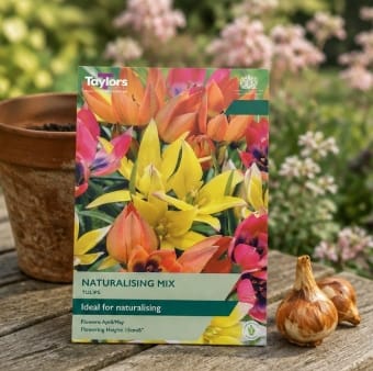 Taylors Flower Bulbs Taylors Bulbs species Naturalising Mix Tulip Bulbs – 15pck