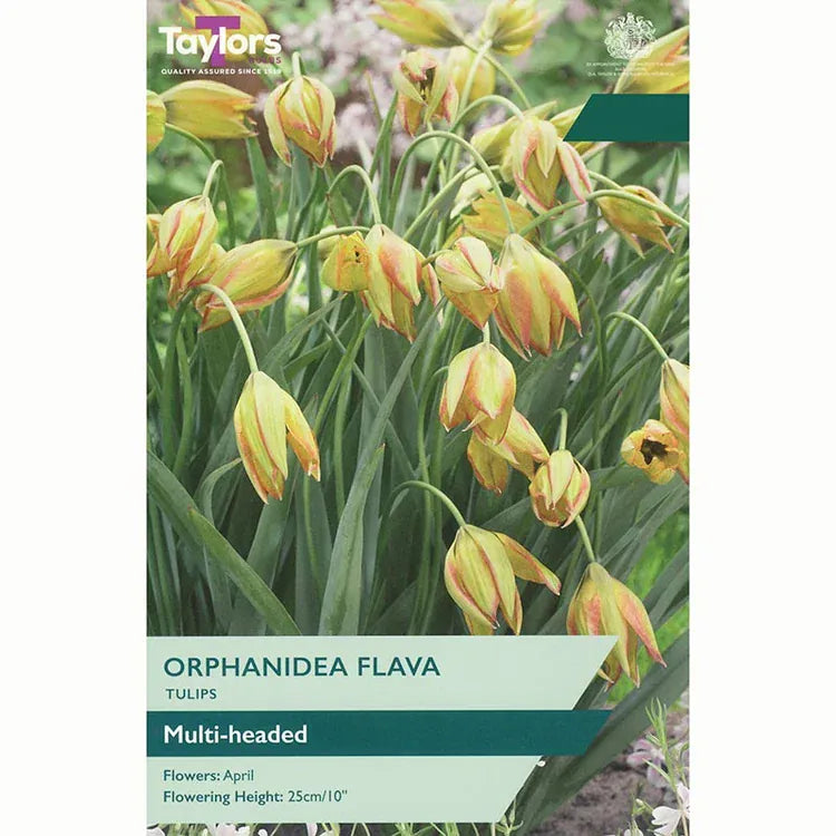 Taylors Flower Bulbs Taylors Bulbs Species Orphanidea Flava Tulip Bulbs – 12pck