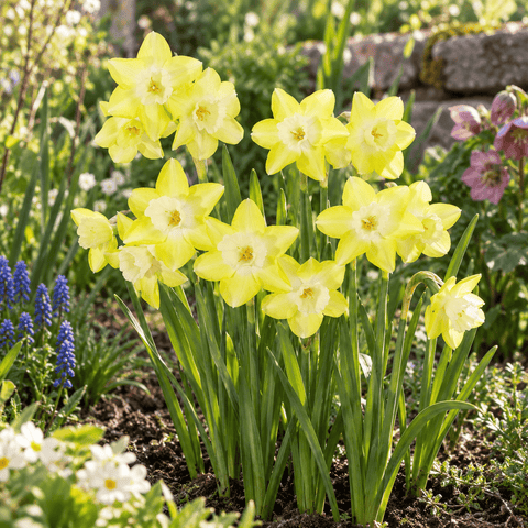 Taylors Flower Bulbs Taylors Bulbs Species Verdin Narcissus Bulbs – 10pck
