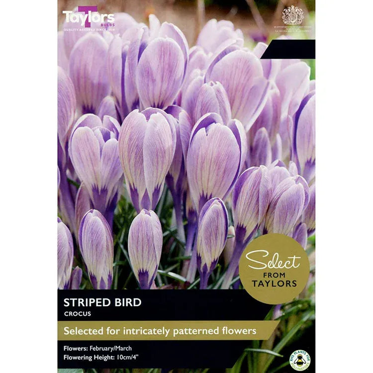 Taylors Flower Bulbs Taylors Bulbs Striped Bird Crocus Bulbs – 15pck