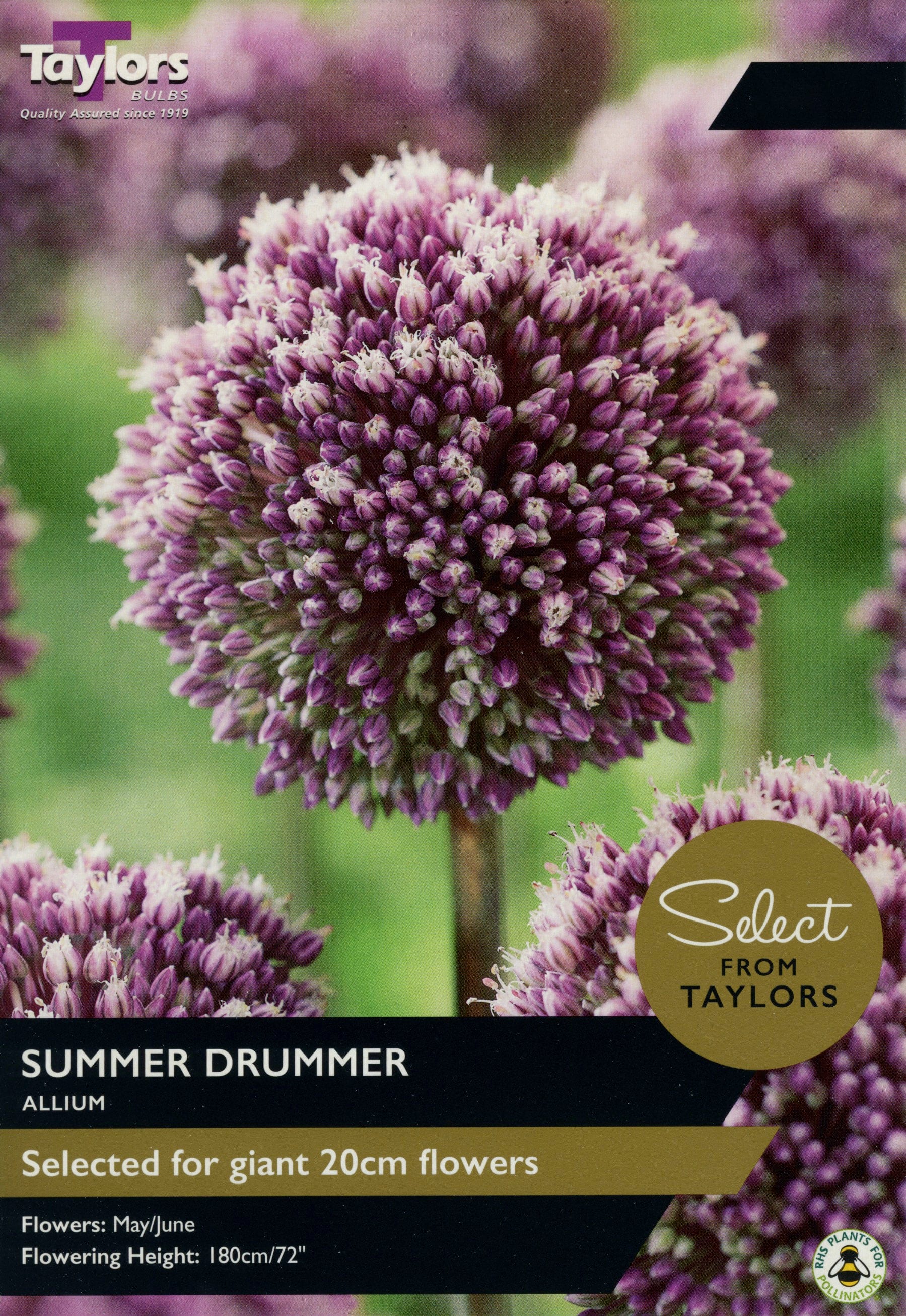 Taylors Flower Bulbs Taylors Bulbs Summer Drummer 7 Pack