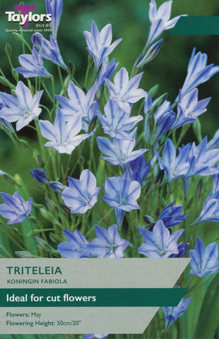 Taylors Taylors Hyacinths Taylors Bulbs Triteleia Koningin (California Hyacinths) pack of 25