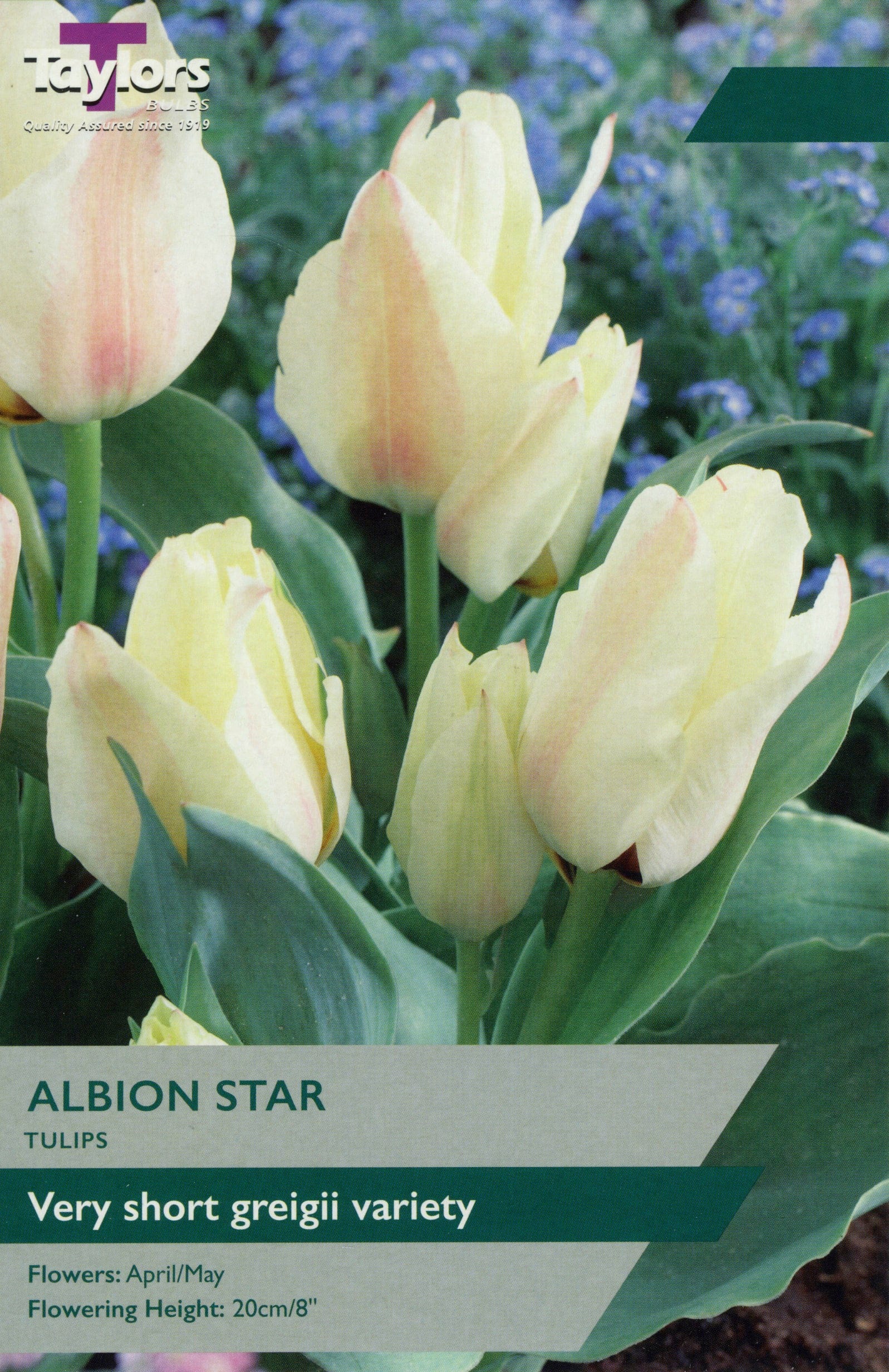 Taylors Taylors Tulips Taylors Bulbs Tulip Albion Star 9 pack