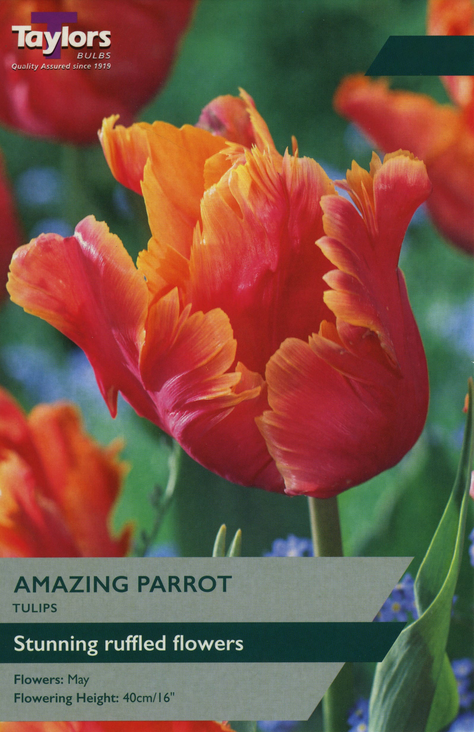 Taylors Taylors Tulips Taylors Bulbs Tulip Amazing Parrot 6 pack